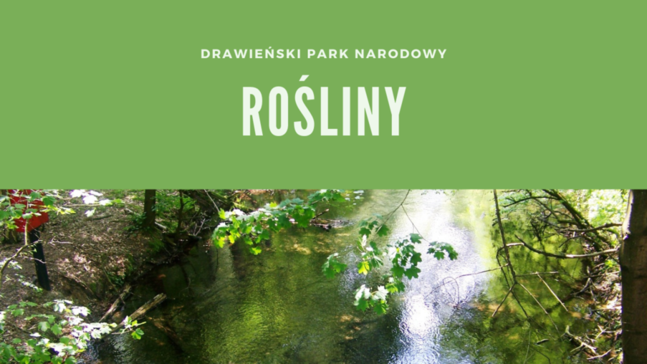 Drawieński Park Narodowy Rośliny