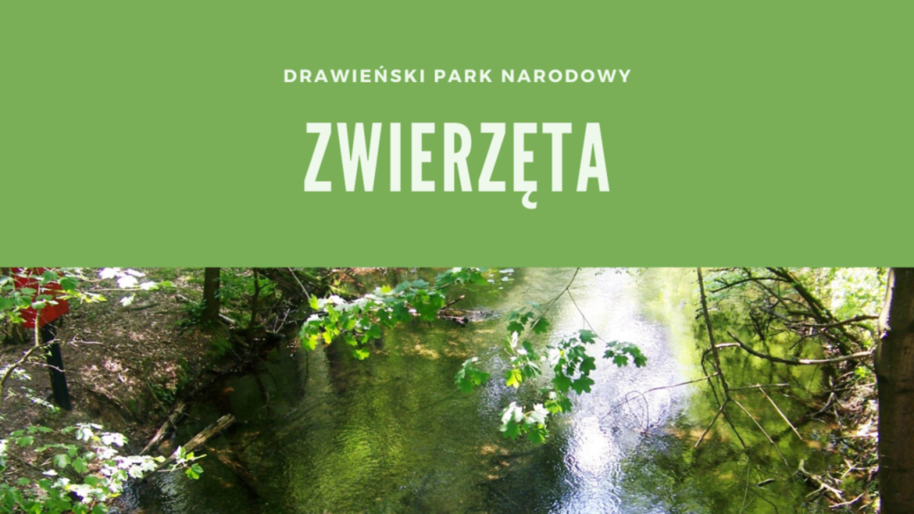 Drawieński Park Narodowy Zwierzęta